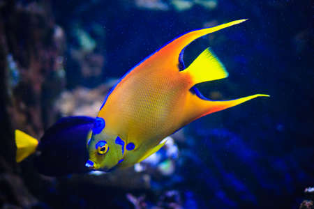 under water world at Maldives blue clear seaの写真素材