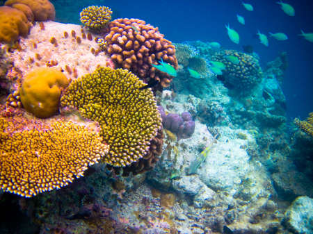 under water world at Maldives blue clear sea