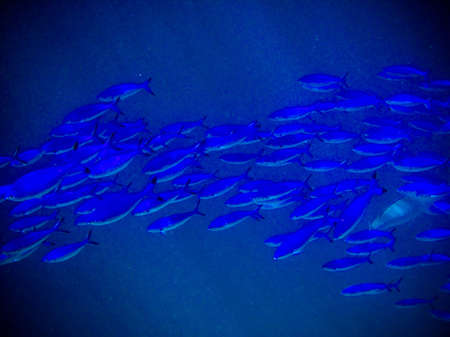 under water world at Maldives blue clear seaの写真素材