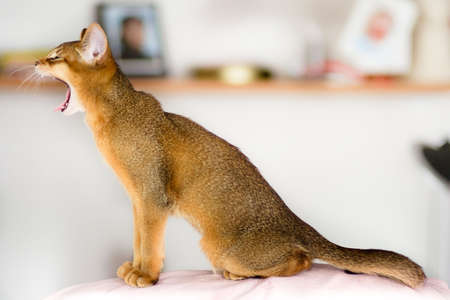 young Abyssinian cat in actionの写真素材