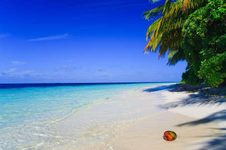 Tropical Paradise at Maldives with palms and blue skyの写真素材