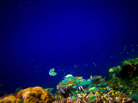 under water world at Maldives blue clear seaの写真素材