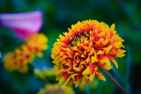 orange gerbera on colored blured nice backgroundの写真素材