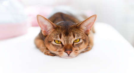 young Abyssinian cat lying on white couch on bright backgroundの写真素材