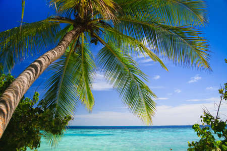 Tropical Paradise at Maldives with palms and blue skyの写真素材