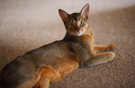 verry cool and wounderful young abyssinian cat photoの写真素材