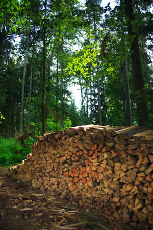 Pile of logs, please see also my other images