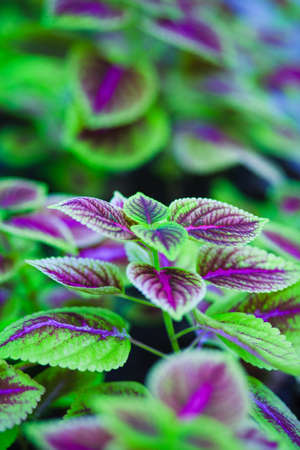 Fresh green leaves on blur backgroundの写真素材