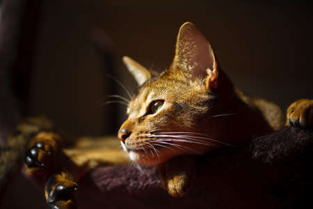 verry cool and wounderful young abyssinian cat photoの写真素材