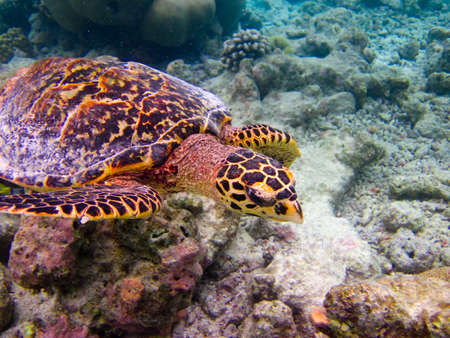 Hawksbill Turtle swiming like flying at Maldivesの写真素材