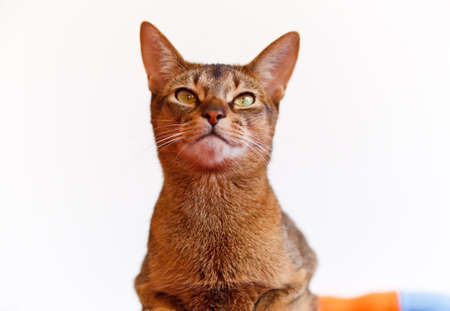 verry cool and wounderful young abyssinian cat photoの写真素材