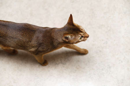 verry cool and wounderful young abyssinian cat photoの写真素材