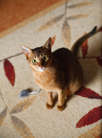 verry cool and wounderful young abyssinian cat photoの写真素材