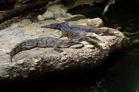 close up of young alligator(s) at natural environmentの写真素材