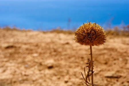 plant top of a rock with ocean as backgroundの写真素材