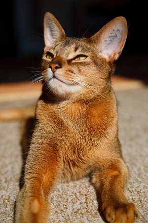 very cool and wonderful young Abyssinian cat の写真素材