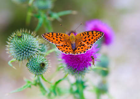 Closeup of a monarch butterfly on nice flowerの写真素材