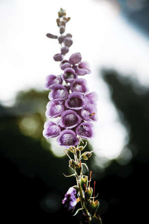 Macro picture of a part of heather flowerの写真素材