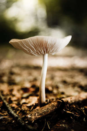 Fungus in the forest, growing in a field of cut grassの写真素材