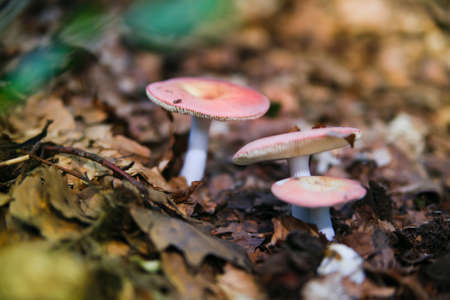 Fungus in the forest, growing in a field of cut grassの写真素材