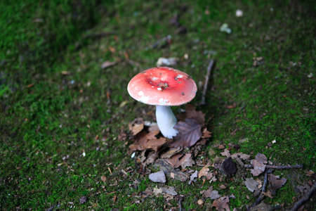 Fungus in the forest, growing in a field of cut grass