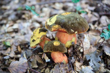 Fungus in the forest, growing in a field of cut grassの写真素材