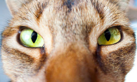 Photo of a race catの写真素材