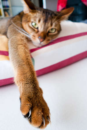 Photo of a race catの写真素材