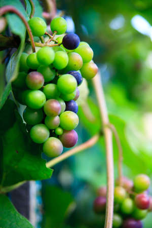 fresh green grape in natur macroの写真素材