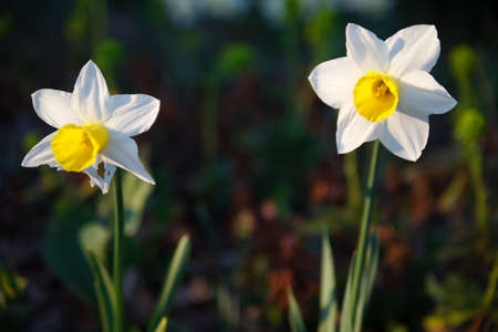 natural fresh flower in natur with nice backgroundの写真素材