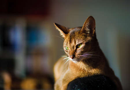 verry cool and wounderful young abyssinian cat photo