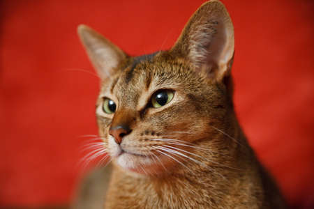 Photo of a race catの写真素材