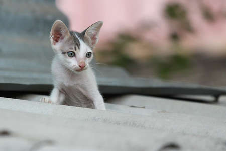 cat roofの写真素材