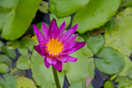 Pink lotus.の写真素材