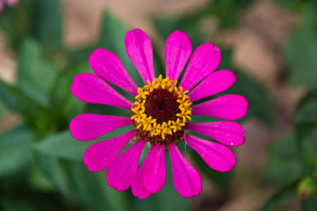 Gerbera の写真素材