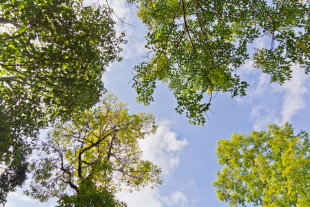 Tree canopy の写真素材