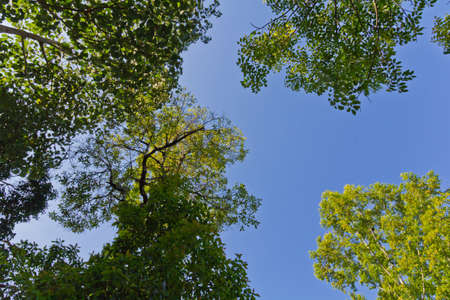 Tree canopy の写真素材