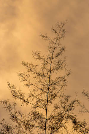 Bamboo silhouette against the sky の写真素材