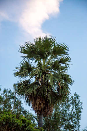 Sugar palmの写真素材