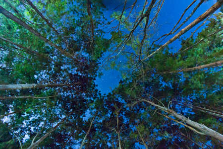 Trees at night の写真素材