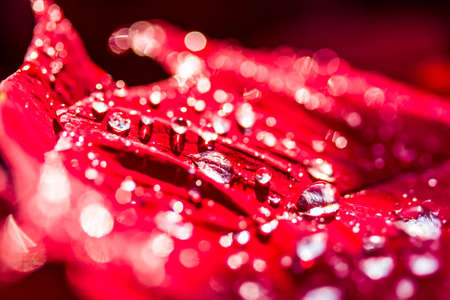 Drops of red flower の写真素材