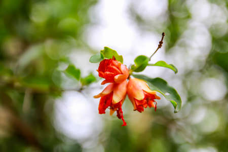 Pomegranate flowers の写真素材