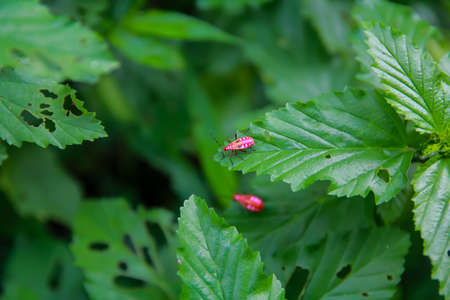 Leaves with insects の写真素材