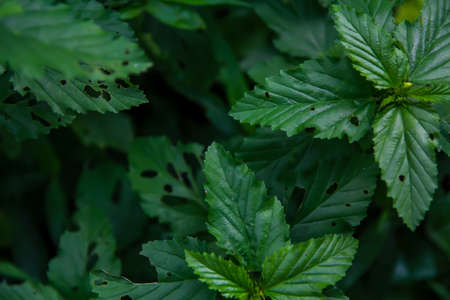 Leaves with insects の写真素材