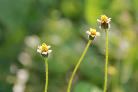 Flower of grass の写真素材