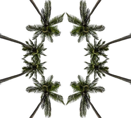 Coconutの写真素材