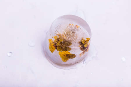 Frozen flowers の写真素材
