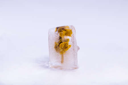 Frozen flowers の写真素材