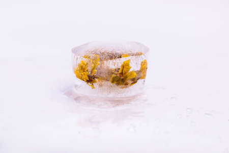 Frozen flowers の写真素材