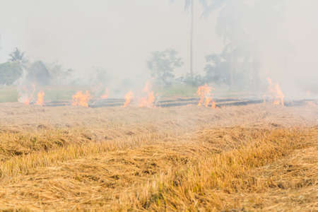 Burning dry grass の写真素材